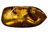Fossil Beetle, Mite and Spider in Baltic Amber #170036-2